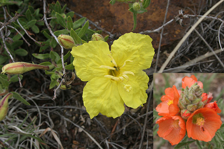 May 2007 Trip To Kenton, Oklahoma