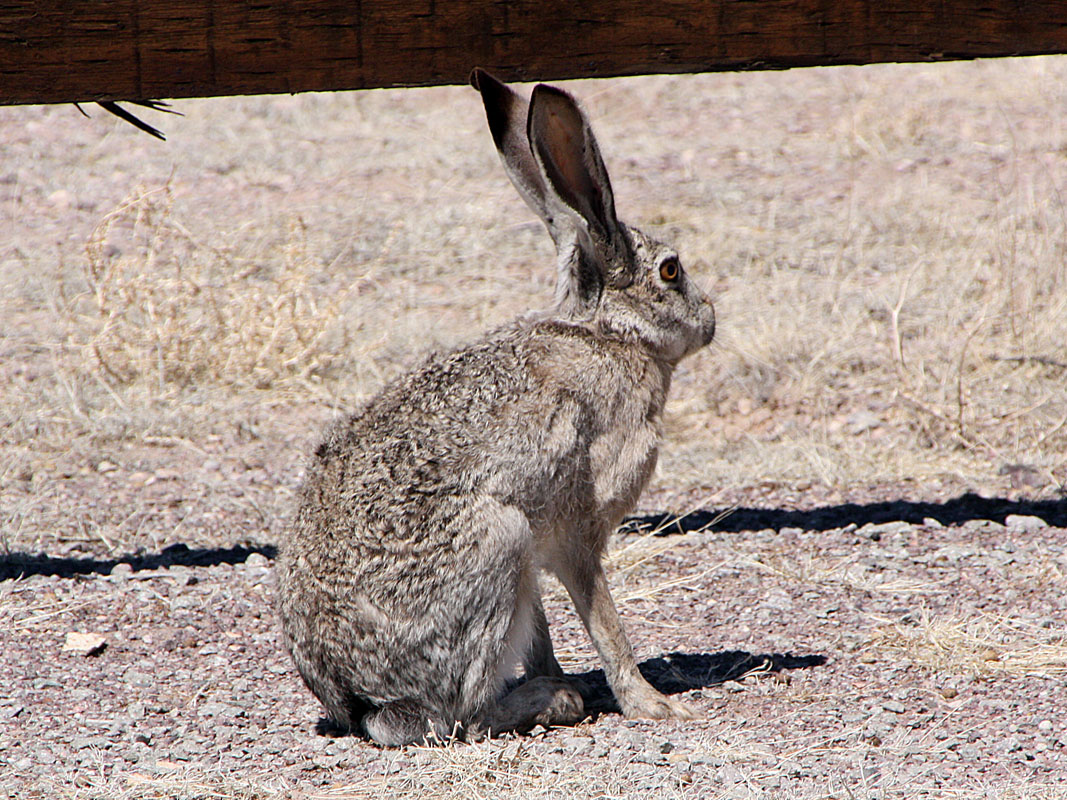 March 2009 Trip To Gran Quivira, New Mexico
